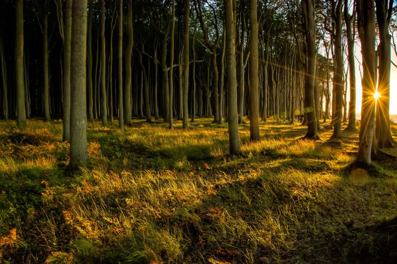 The forest.jpg challenge image provided by HackTheBox